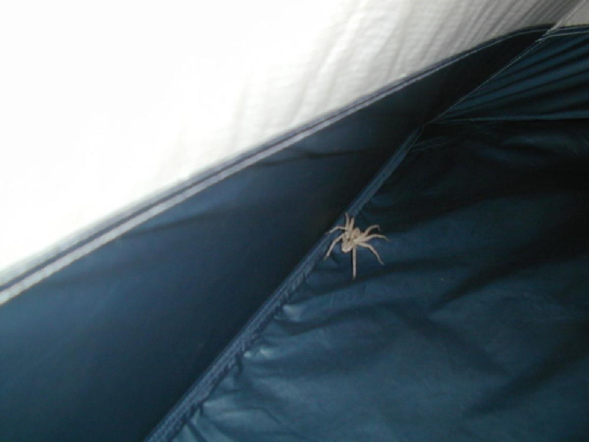 Wolf Spider