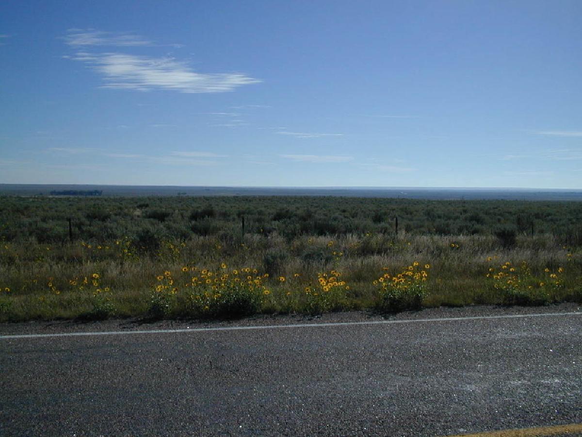 Flowers in Eastern Colorado