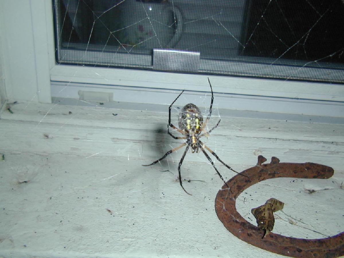 Spider