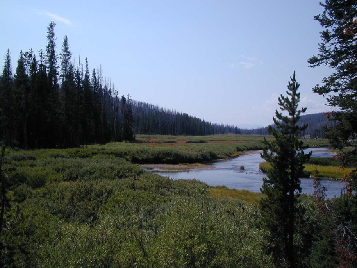 Meadow