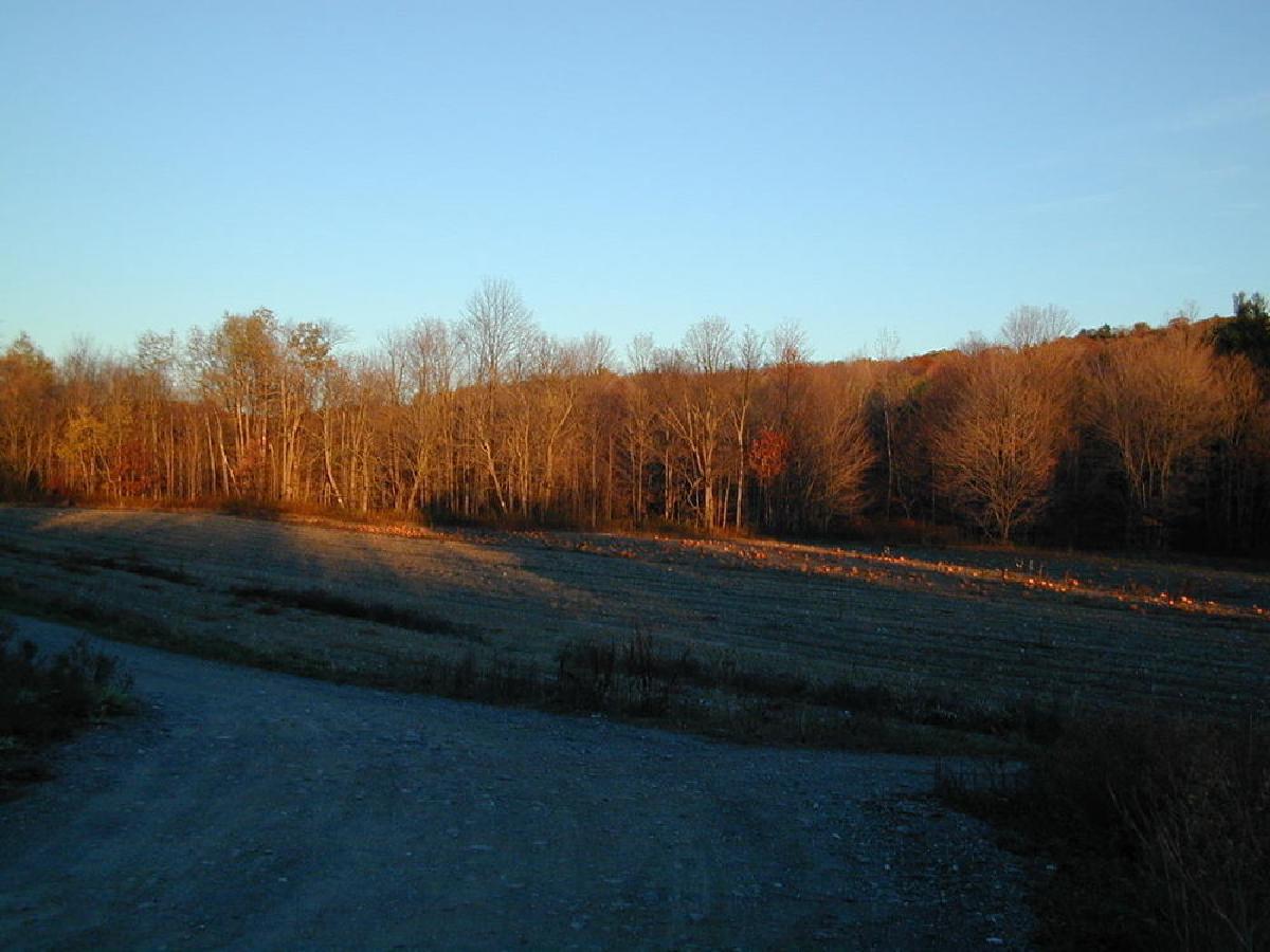 Pumpkin patch