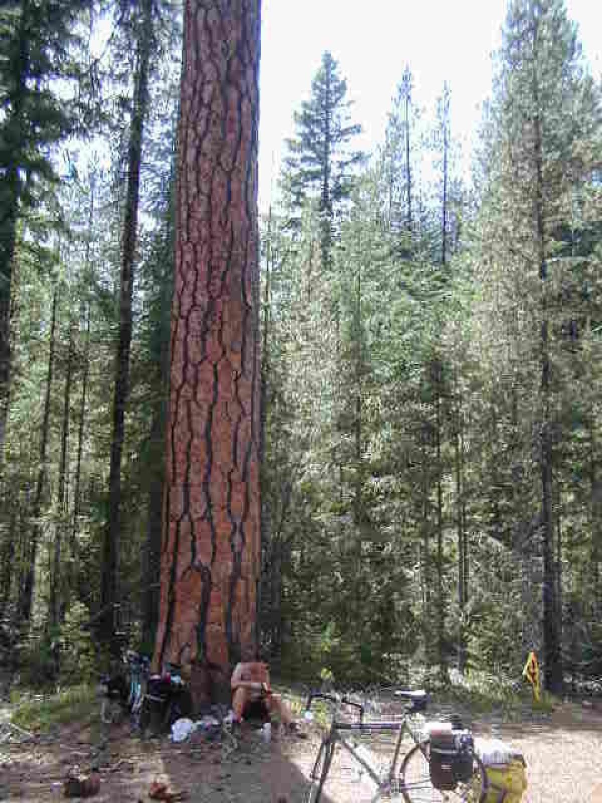 Trey and a tree