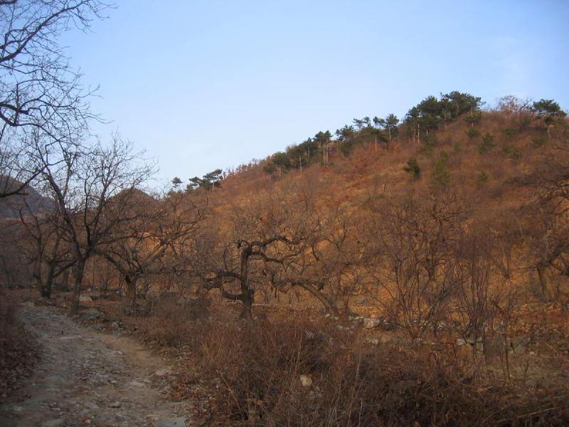 gallery/huanghua_83.jpg