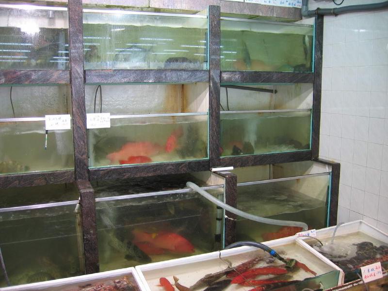 gallery/lamma_40.jpg