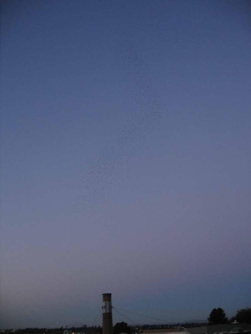 gallery/swift_19.jpg