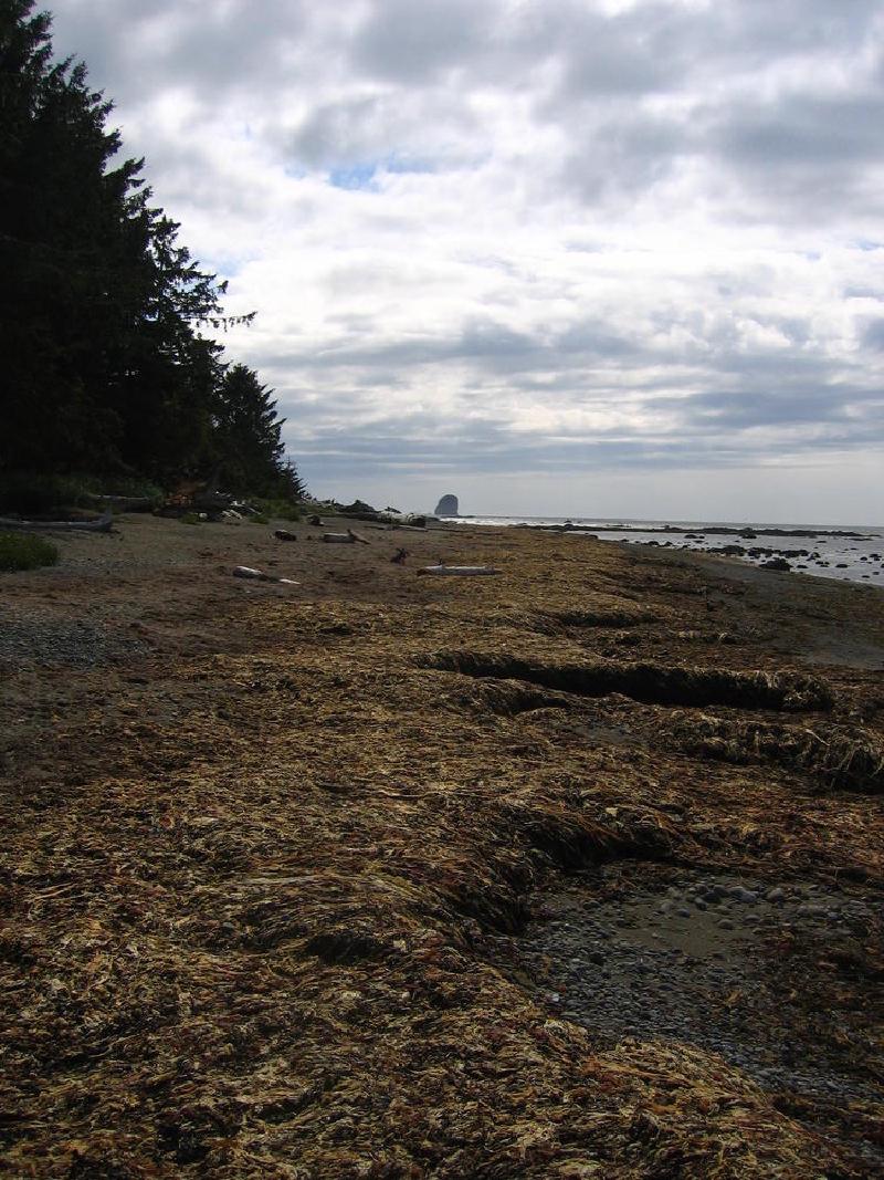 gallery/cape_alava_24.jpg
