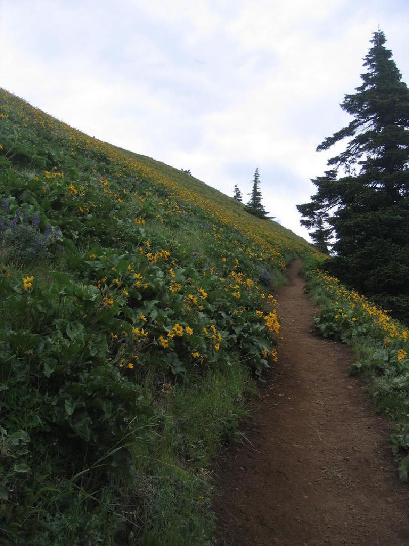 gallery/dog_mountain_01.jpg
