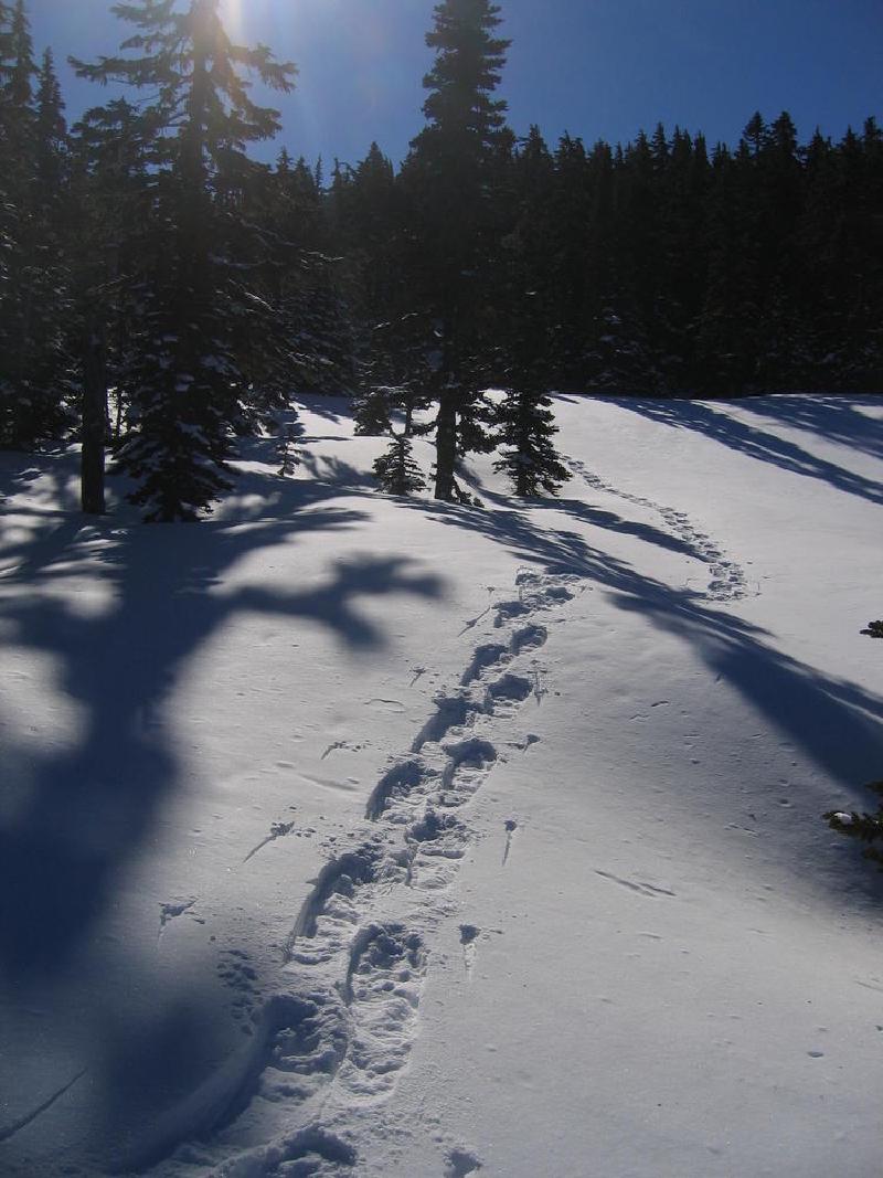 gallery/mt_defiance_IV_05.jpg