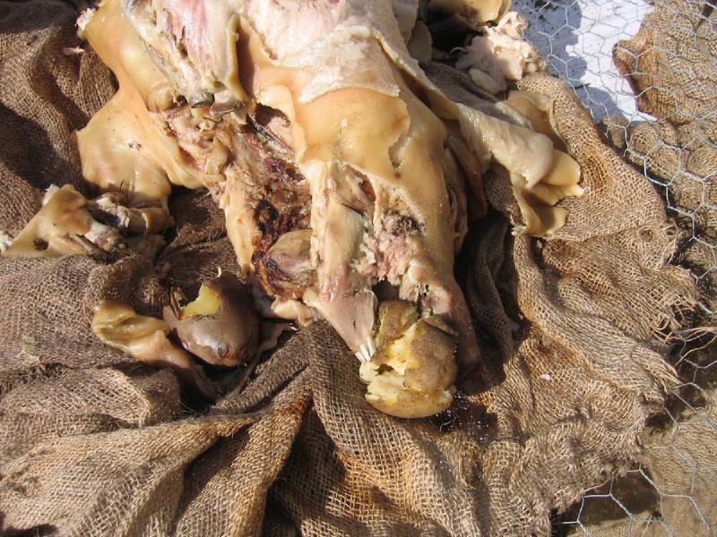 gallery/pig_roast_28.jpg