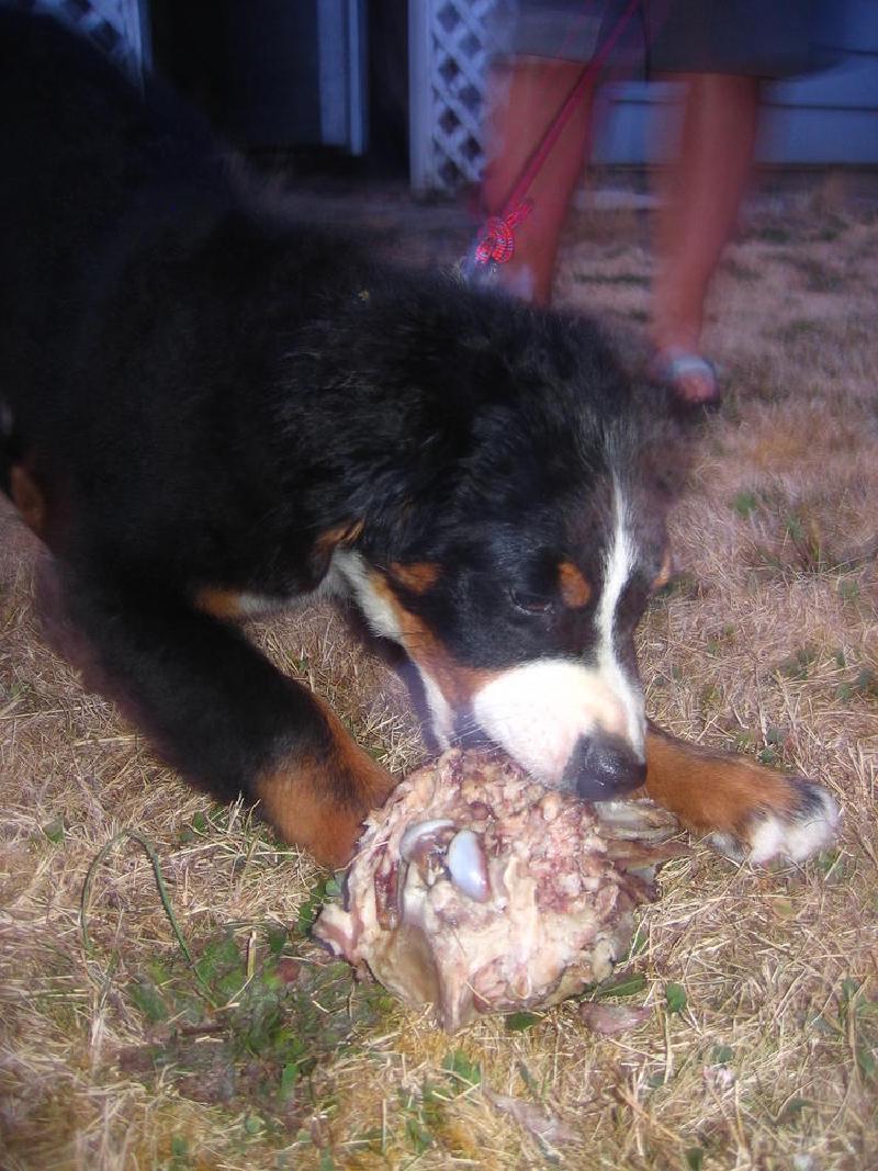 gallery/pig_roast_73.jpg