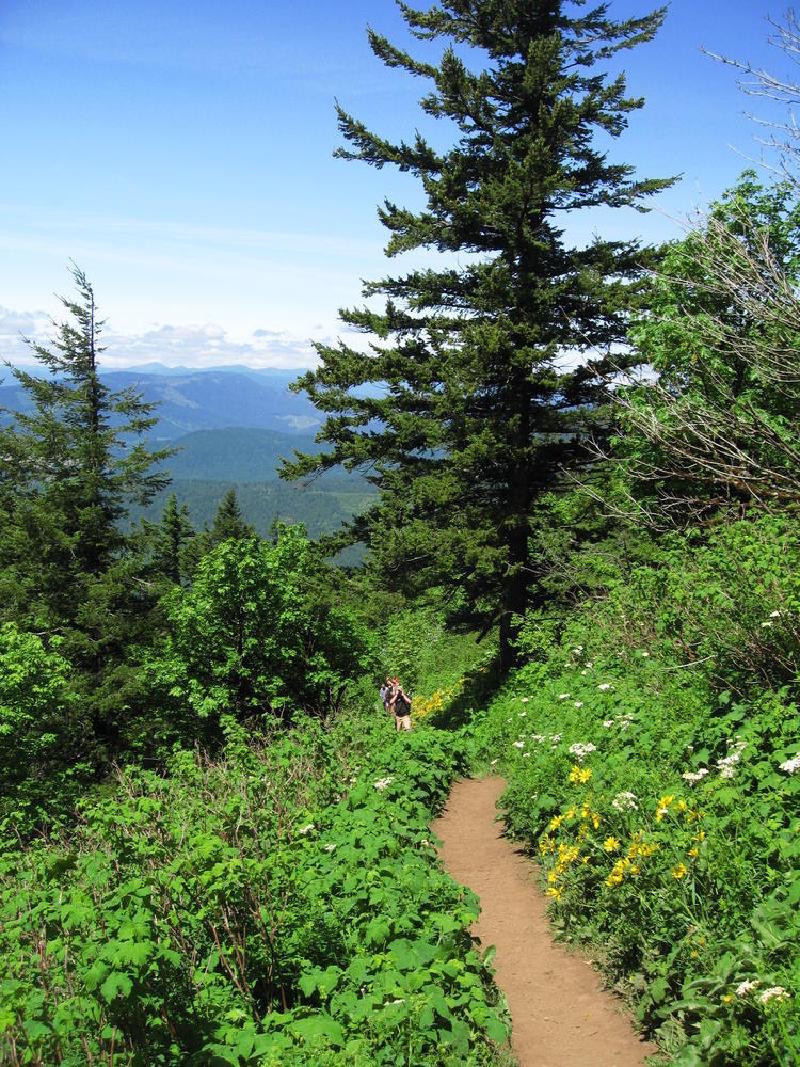 gallery/dog_mountain_09.jpg