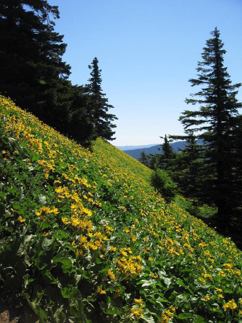 gallery/dog_mountain_11.jpg