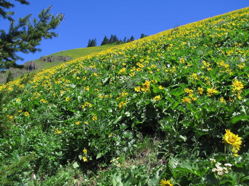 gallery/dog_mountain_12.jpg