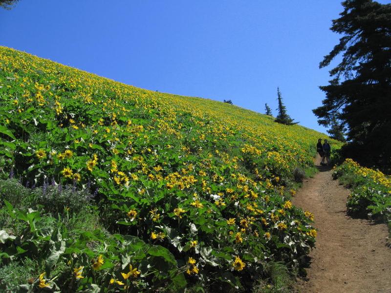 gallery/dog_mountain_15.jpg