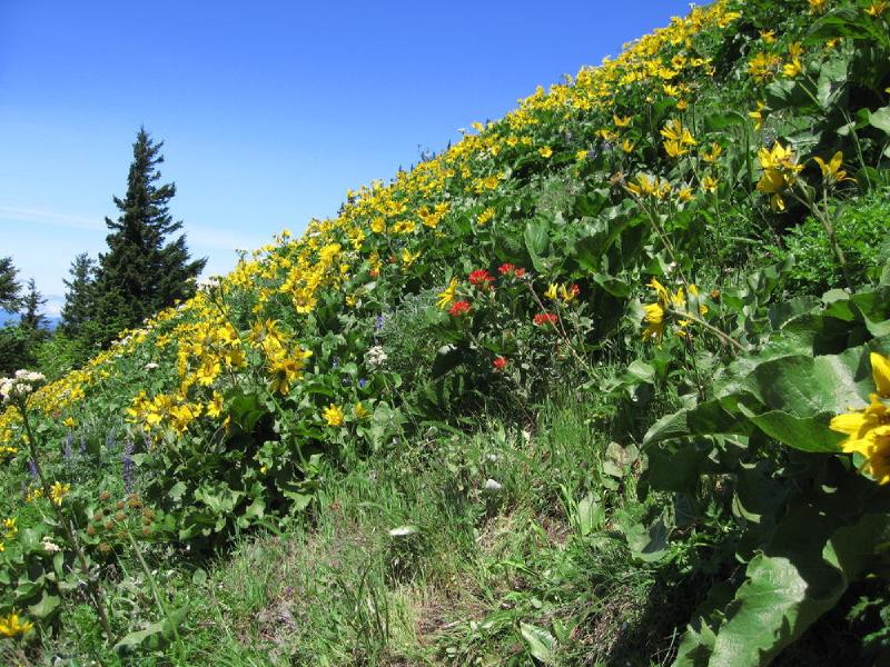 gallery/dog_mountain_16.jpg