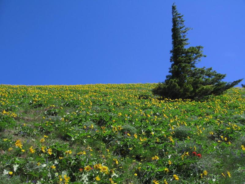 gallery/dog_mountain_17.jpg