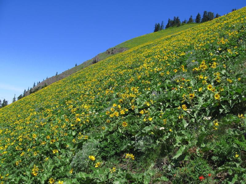 gallery/dog_mountain_18.jpg
