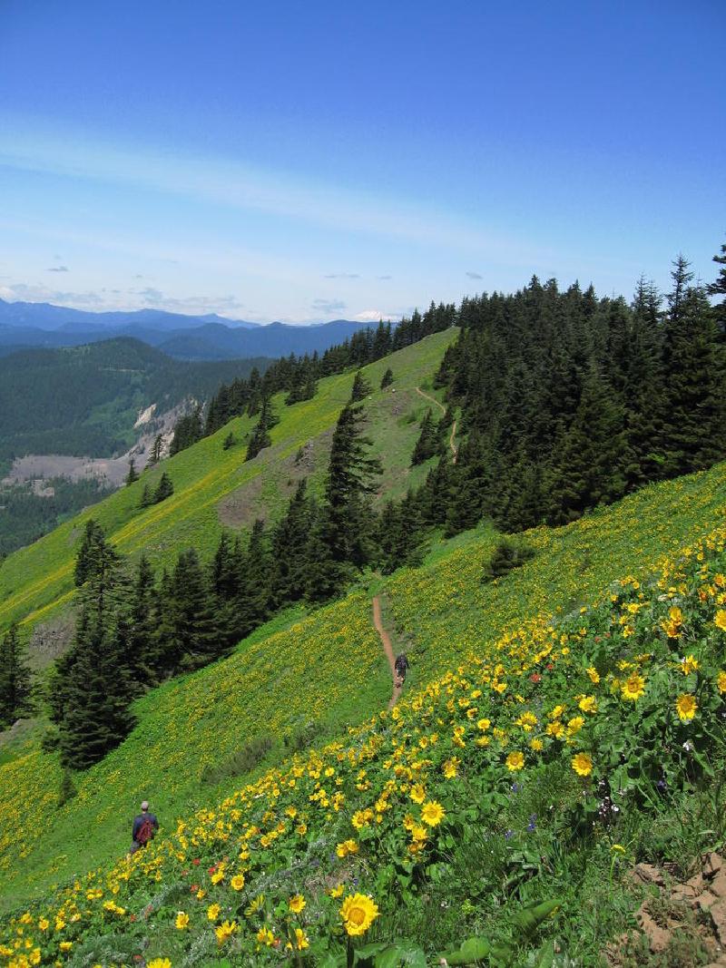 gallery/dog_mountain_21.jpg