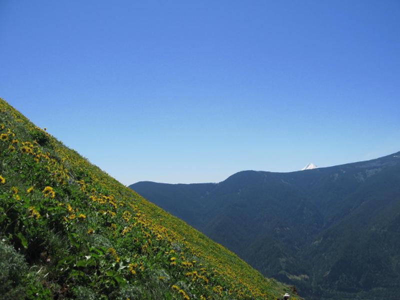gallery/dog_mountain_22.jpg