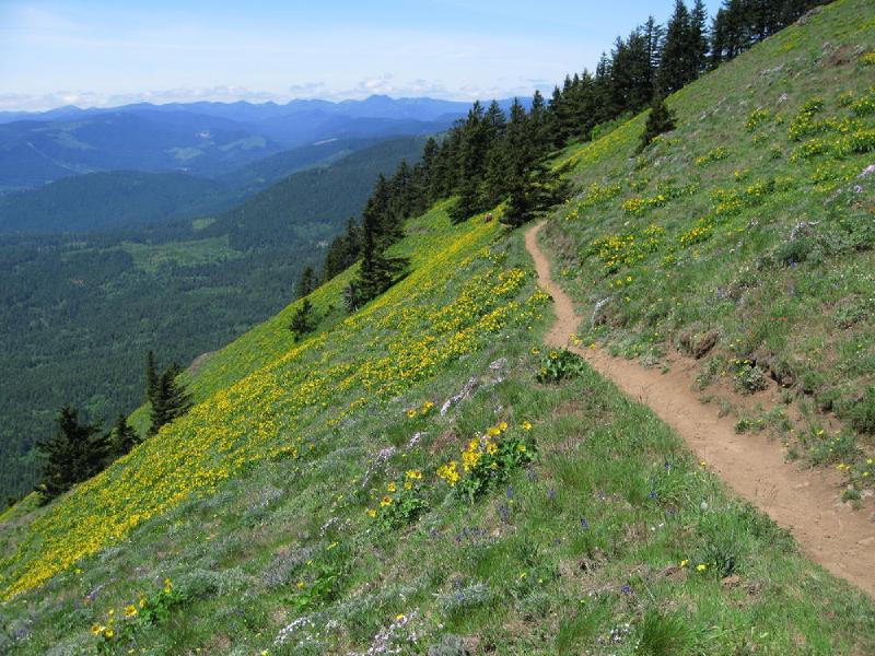 gallery/dog_mountain_27.jpg