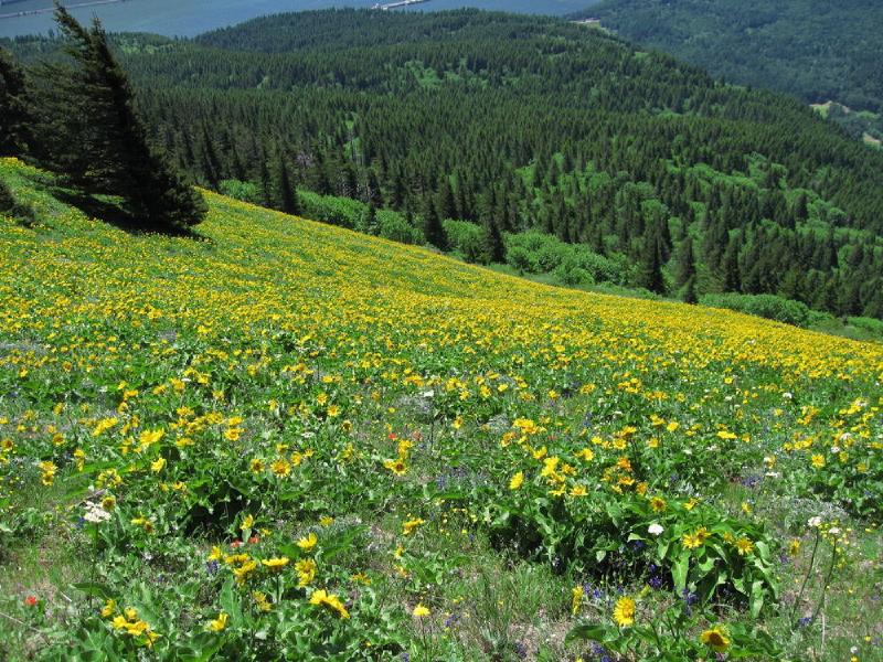gallery/dog_mountain_28.jpg