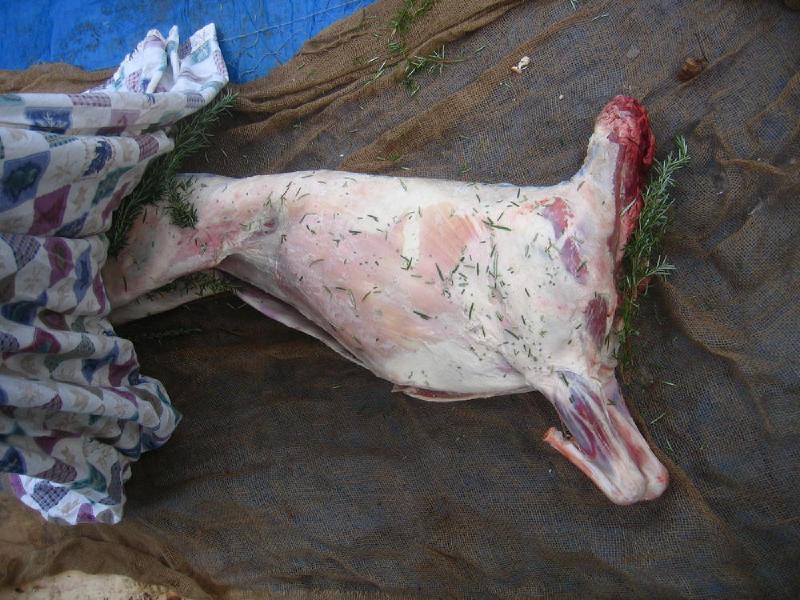 gallery/lamb_08.jpg