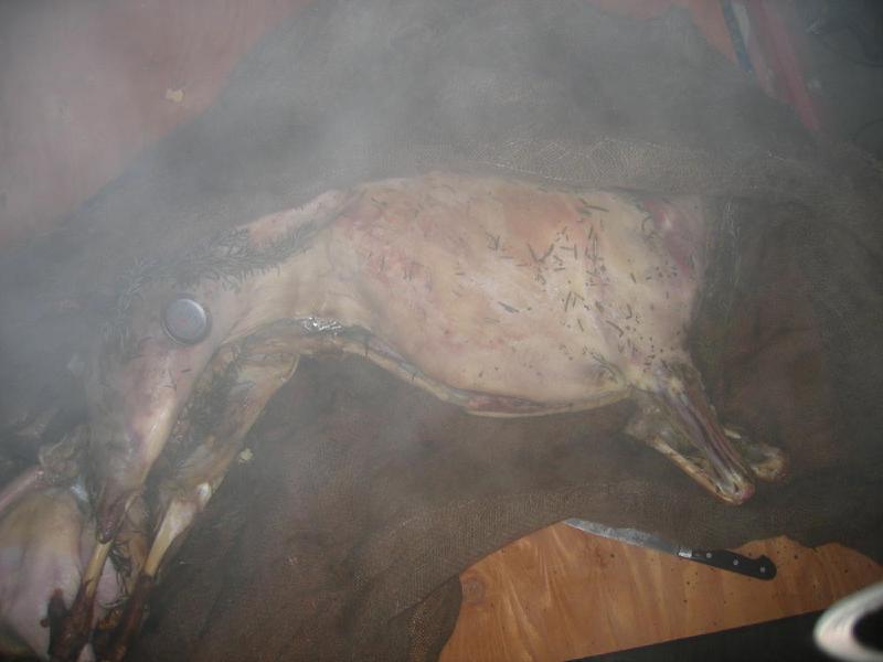 gallery/lamb_17.jpg