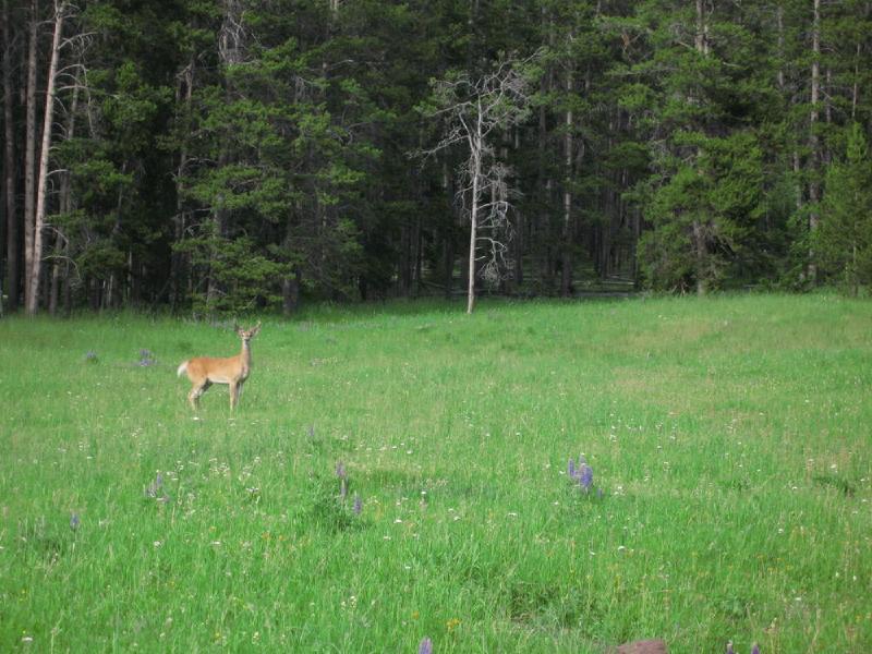 gallery/montana_076.jpg