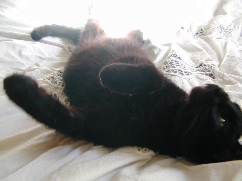 gallery/goobs_05.jpg
