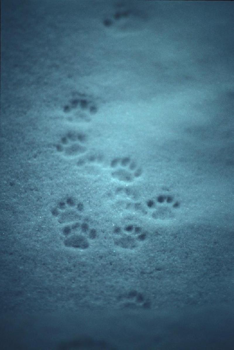 gallery/snow00.jpg
