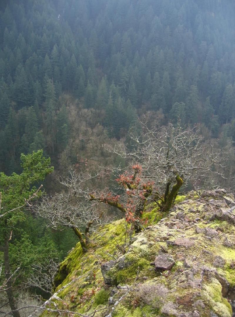 gallery/munra_point_13.jpg