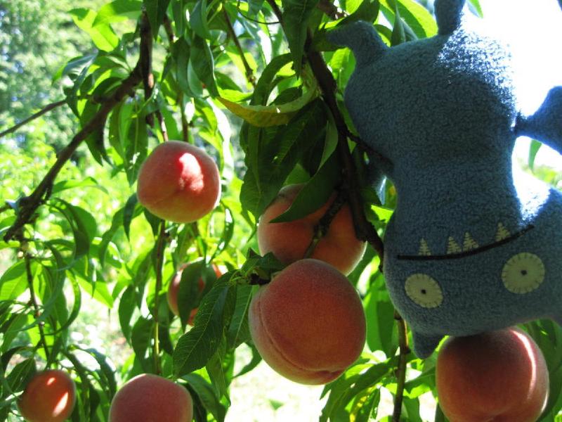 gallery/peaches_02.jpg