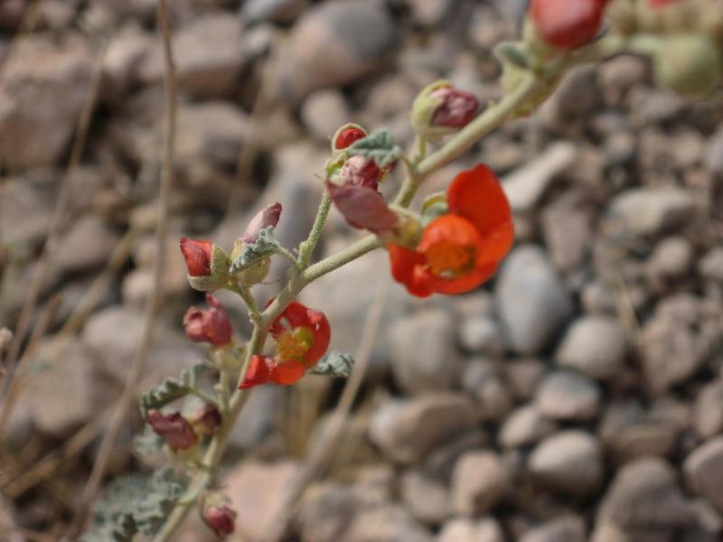 gallery/redRocks_62.jpg