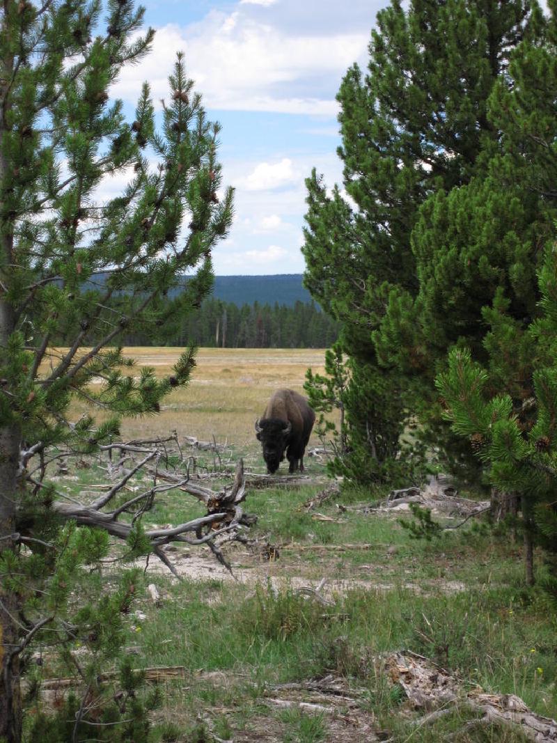 gallery/yellowstone_22.jpg