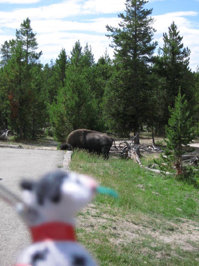 gallery/yellowstone_27.jpg