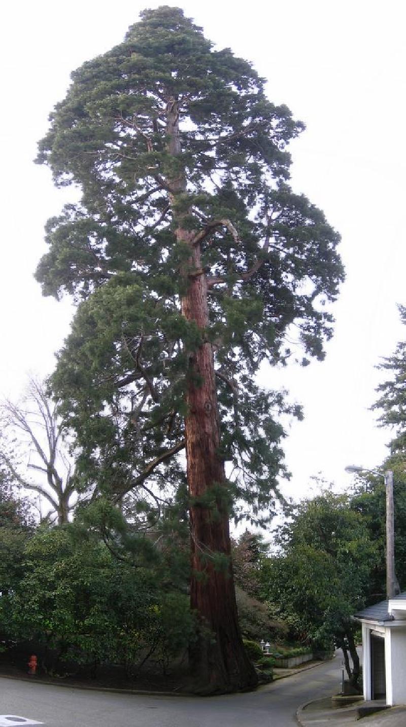 gallery/cedar.jpg