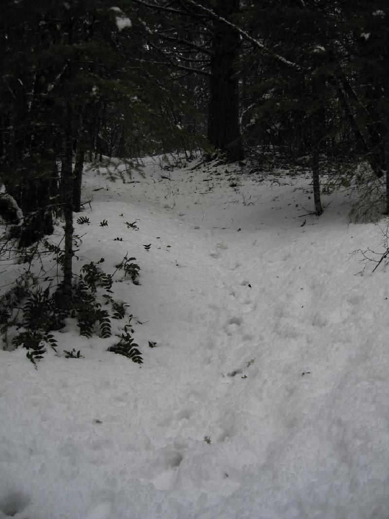 gallery/dog_mountain_007.jpg