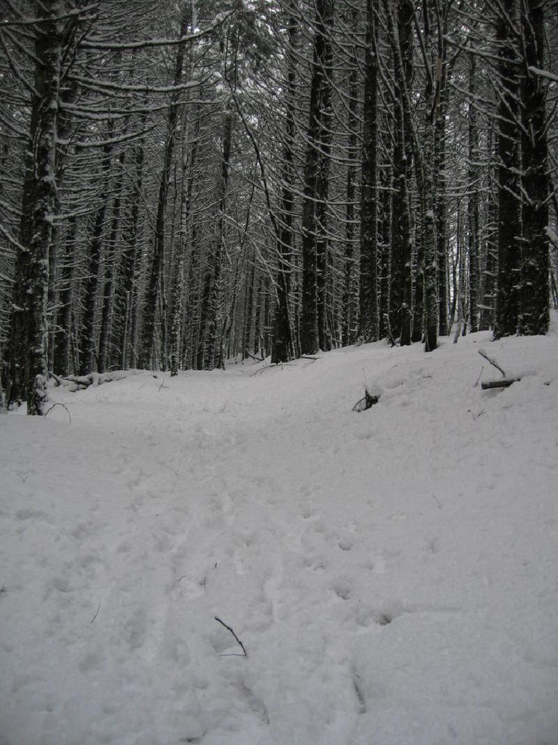 gallery/dog_mountain_009.jpg