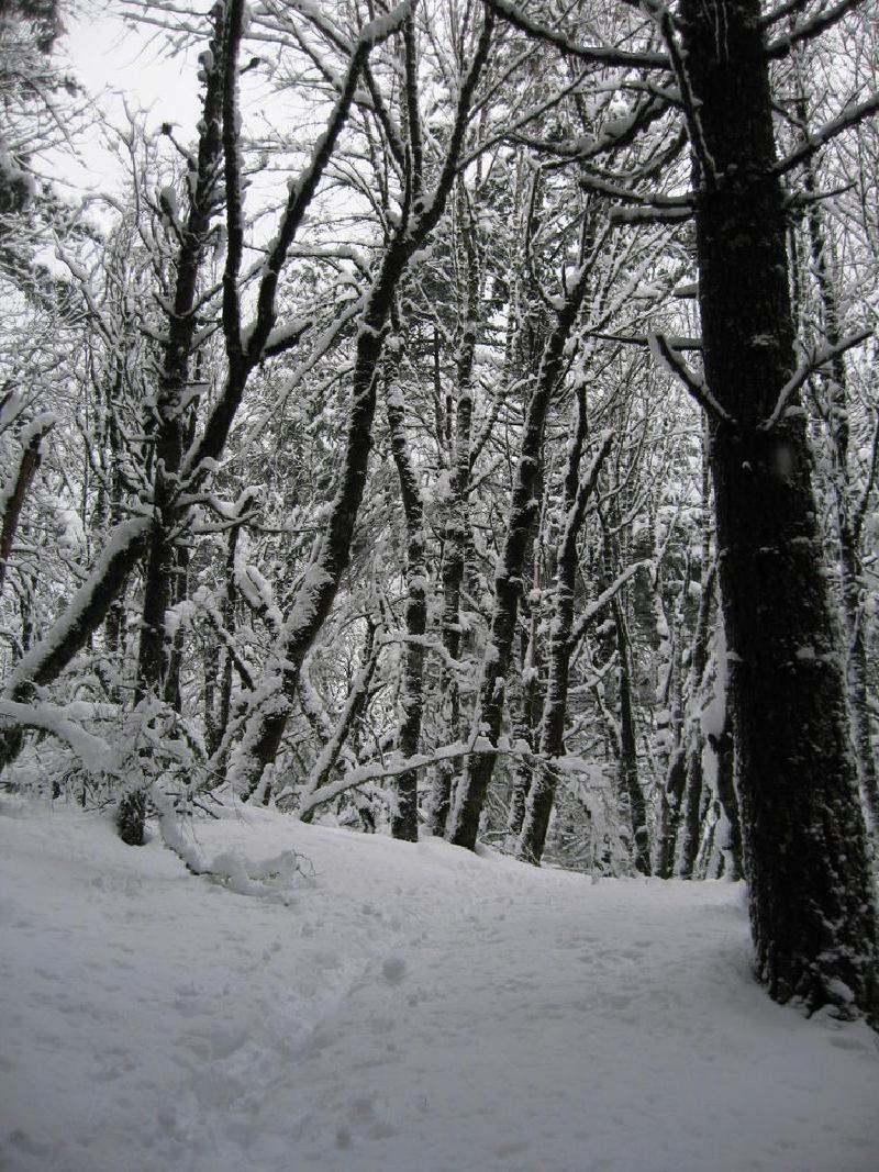 gallery/dog_mountain_010.jpg