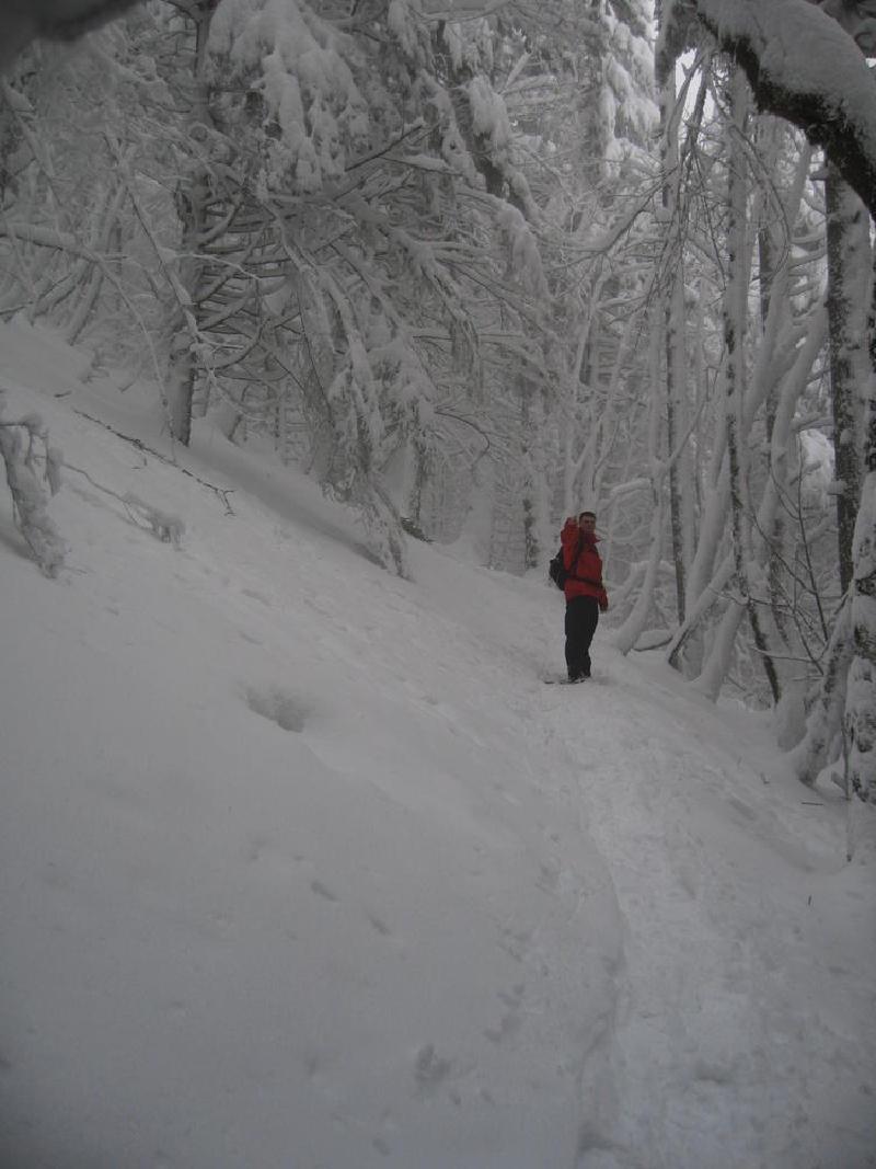 gallery/dog_mountain_013.jpg