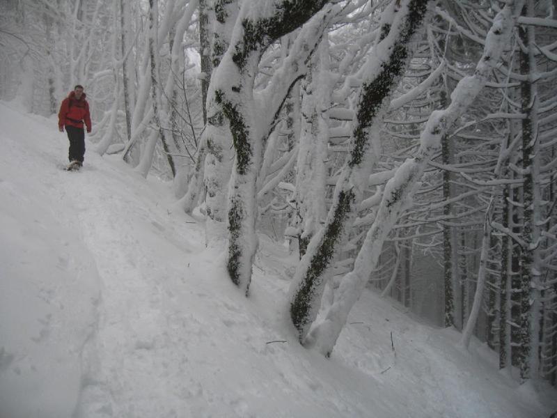 gallery/dog_mountain_015.jpg