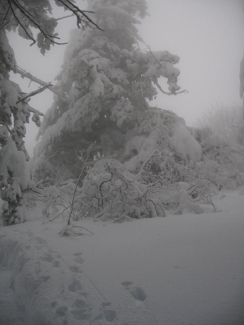 gallery/dog_mountain_016.jpg