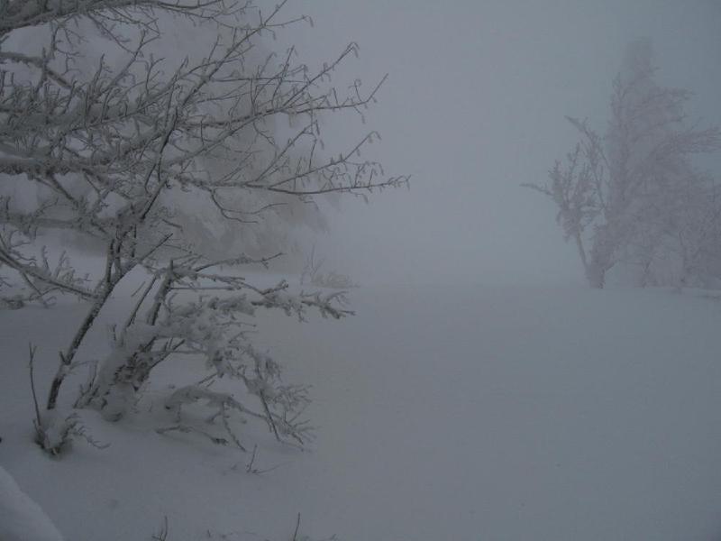 gallery/dog_mountain_023.jpg