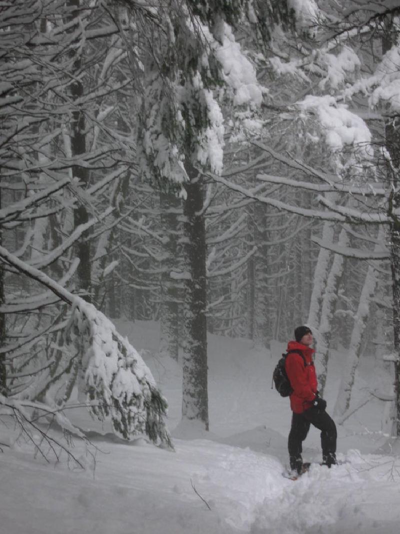 gallery/dog_mountain_029.jpg