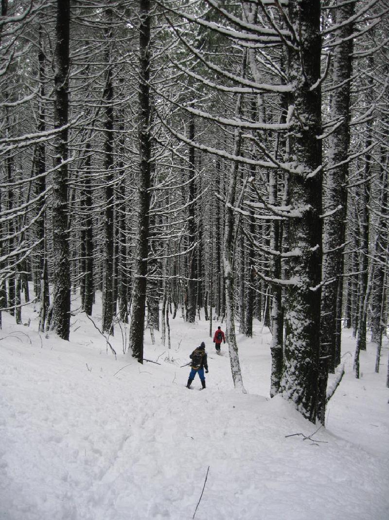 gallery/dog_mountain_030.jpg