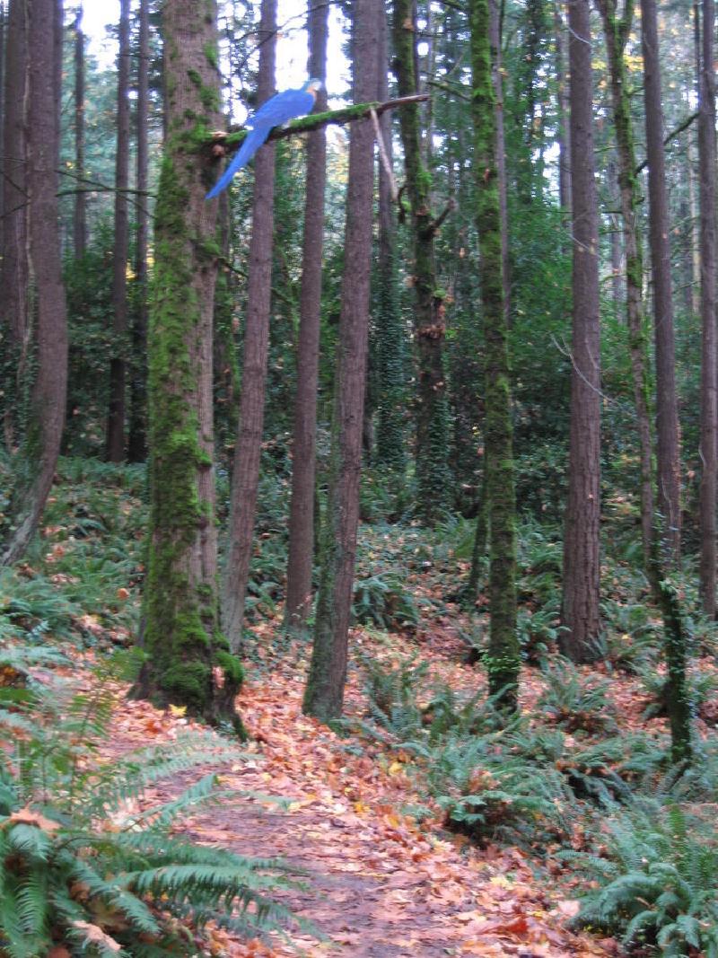 gallery/forestParkNov_01.jpg
