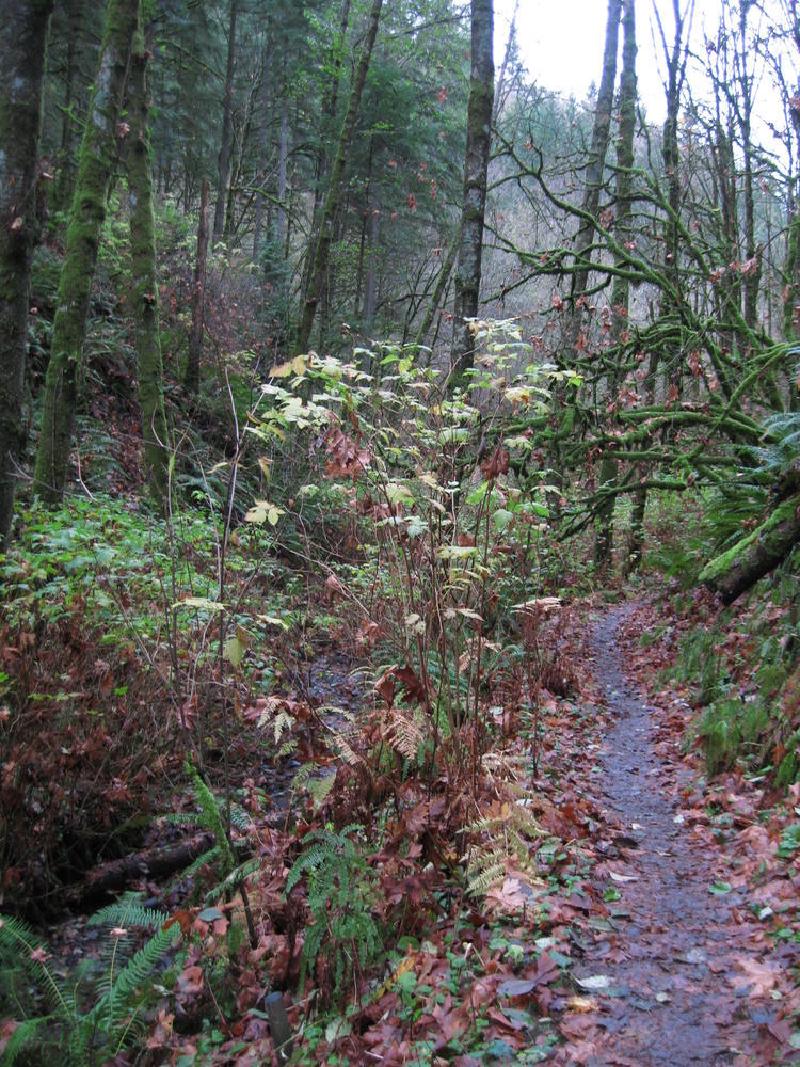 gallery/forestParkNov_05.jpg
