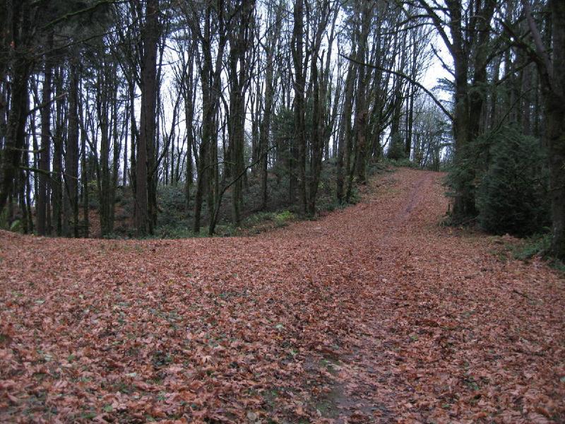 gallery/forestParkNov_09.jpg
