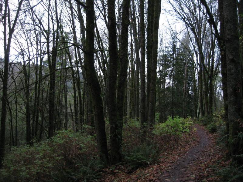 gallery/forestParkNov_13.jpg