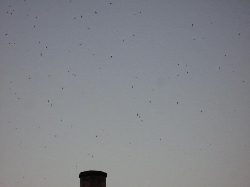 gallery/swifts_024.jpg